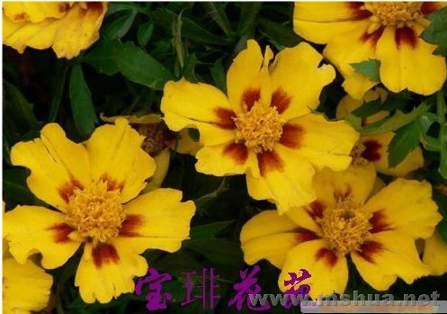 �ƹ�����������Ư����ͼƬ�����˵Σ����⻨��ȸ������