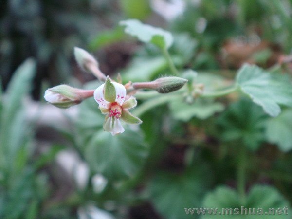 ƻ�����ÿ�