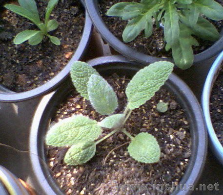 ������β��