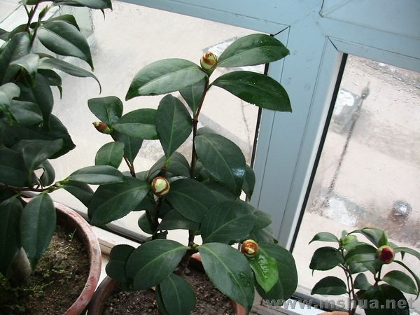 ��ʶ��������