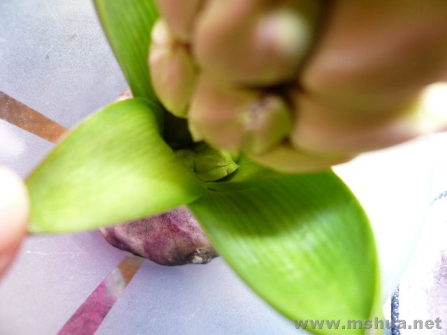 ����֦���£������ɶ����̥���᣿