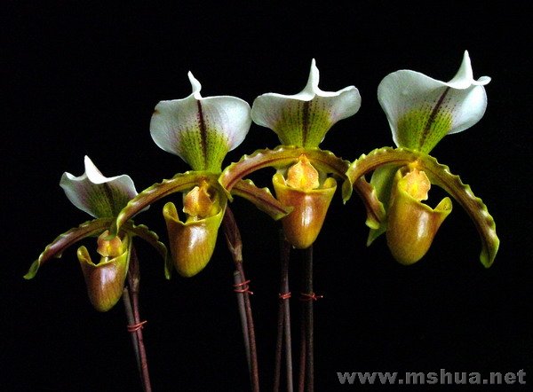 �����Ի͹��� "��С���"