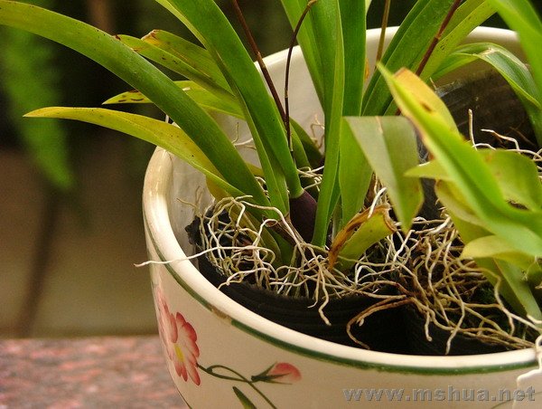 Ҷ���м������ԵĶ�����