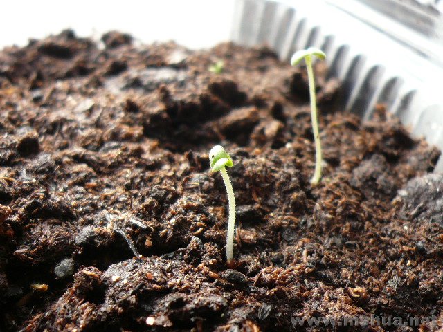 è���ɣ��󣩣��������ң���ͽ��ing