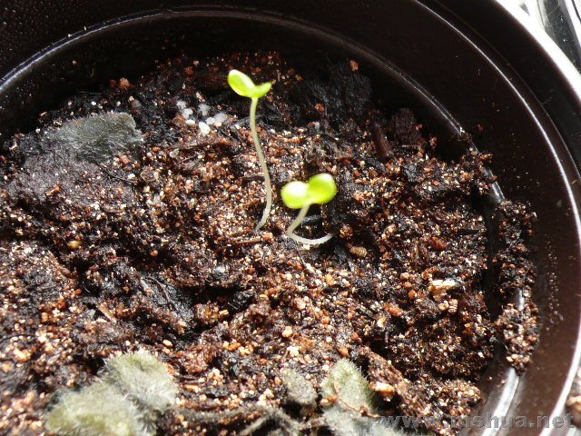 ��ɫ����ͽ��ing