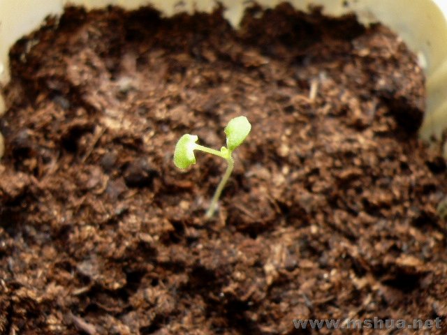 ĳ���ɣ����գ�ͽ��ing