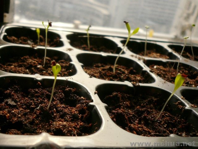 ��ʯ�񣬷�ѿ�ʰٷְ٣�ͽ��ing