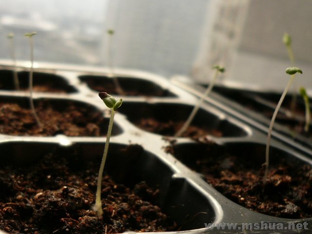 �Ŵ�ϡ��Ҳ��90%�ˣ�ͽ��ing