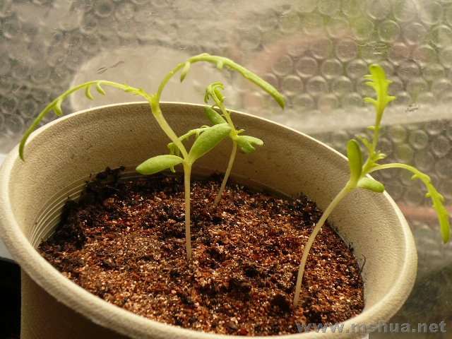 ������ȿ��������ˣ����߲�ͽ����