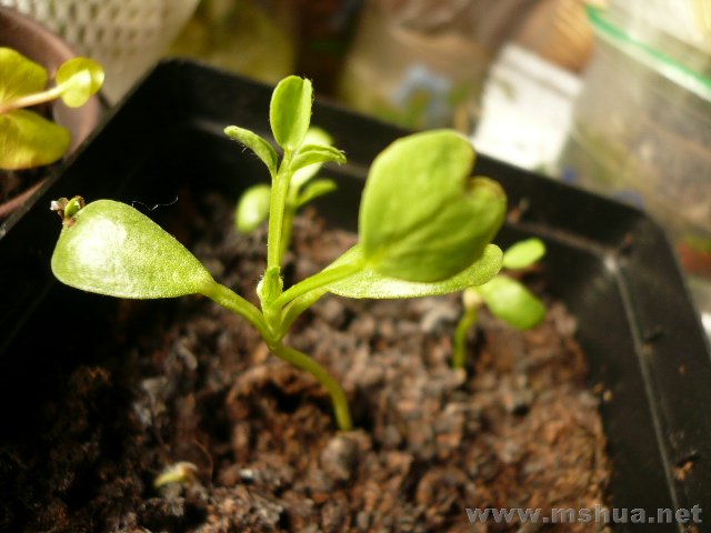 �����ֺ������л���ݣ������㣩