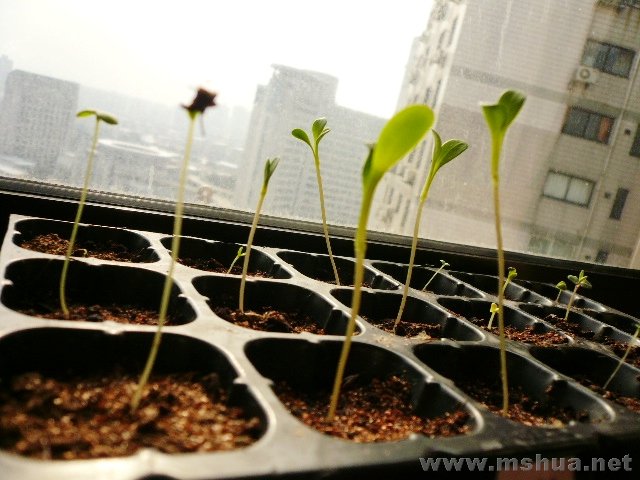 ʸ���պ����飬ͽ��ing