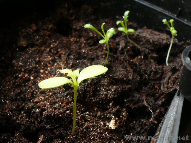 �ڷ������µ�һ������ƣ���պ����������