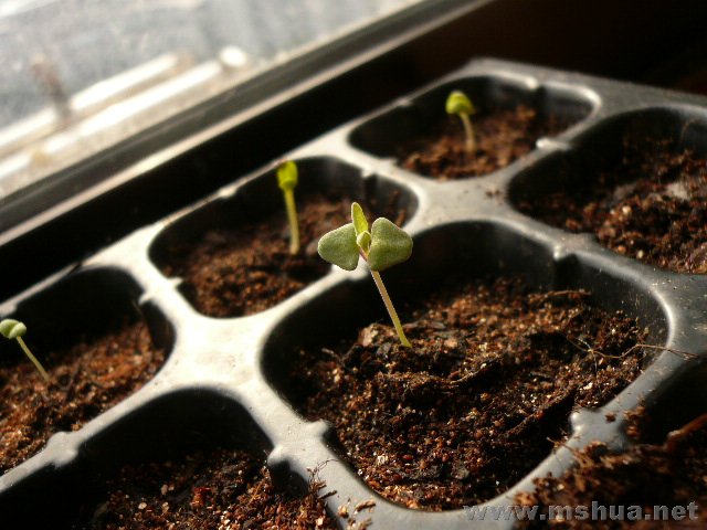 С޹���ѵã�����Ҷ��