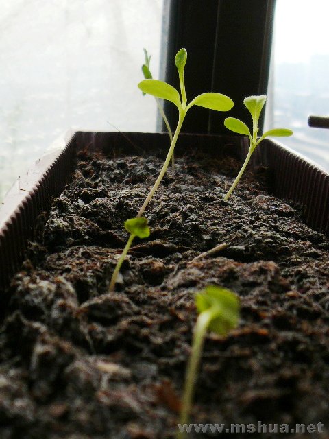 ǳ����������ʵ֤������ղ����������м�������