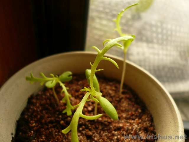 �����գ����������������õĻ����ķɿ�