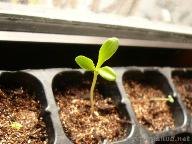 ����һ���ô���ʸ����