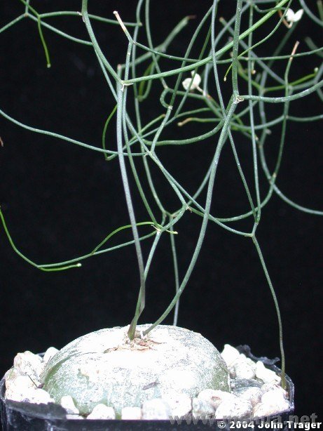 Schizobasis intricata.jpg