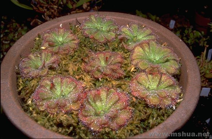 ����˿é��� Drosera aliciae.jpg