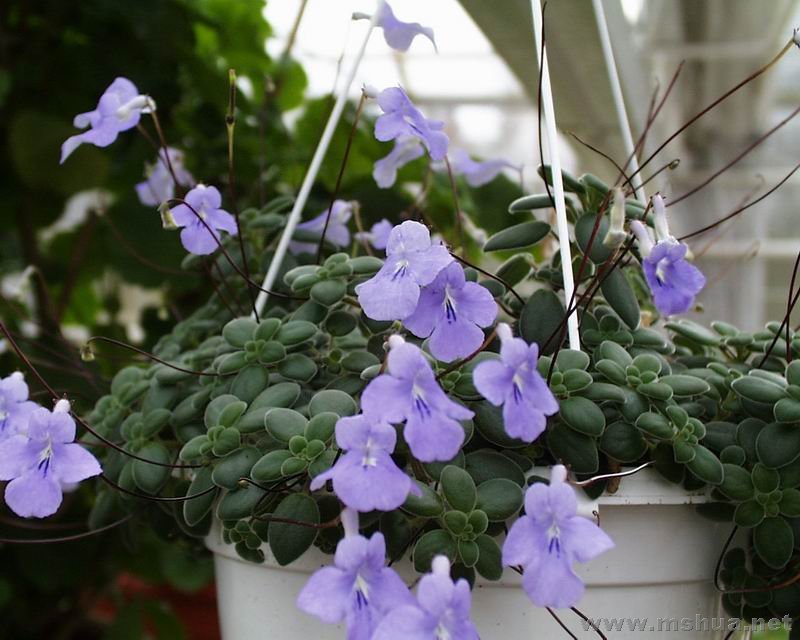������С Streptocarpus caulescens.jpg
