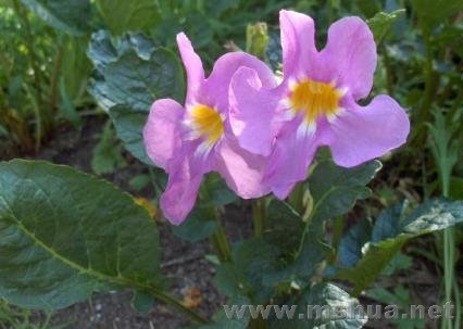 �󻨼���� Incarvillea grandiflora.jpg