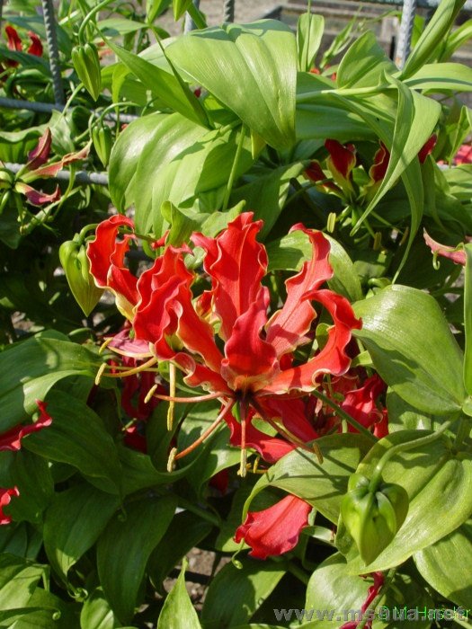 ������ Gloriosa rothschildiana.jpg