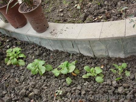 �������ı�����