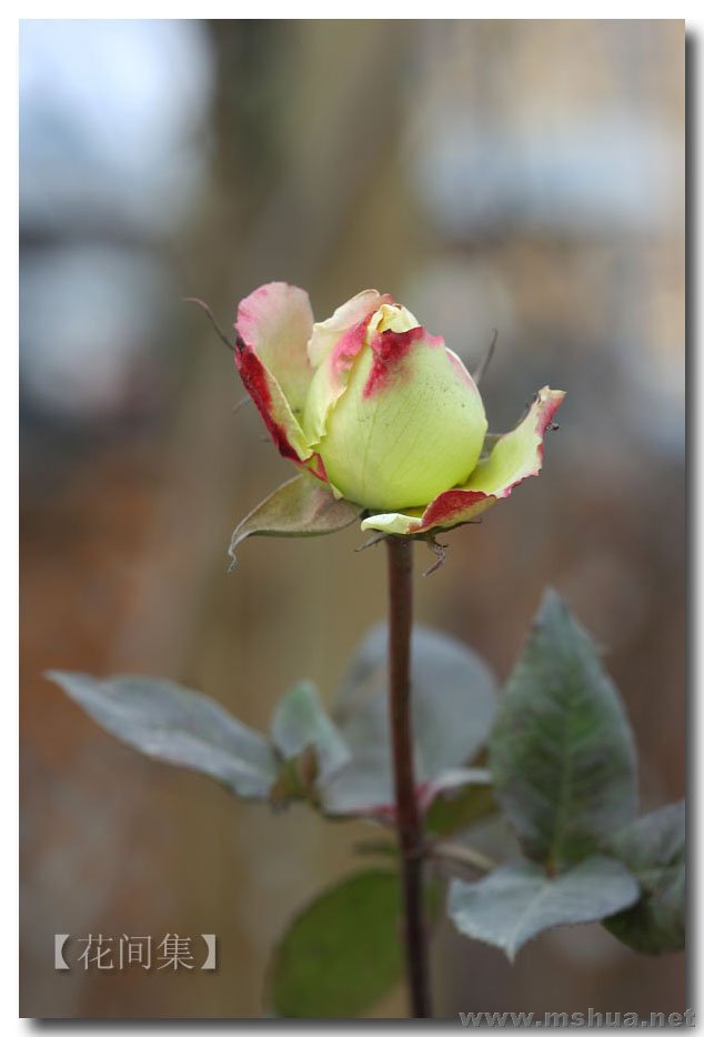 IMG_2448 ����.jpg