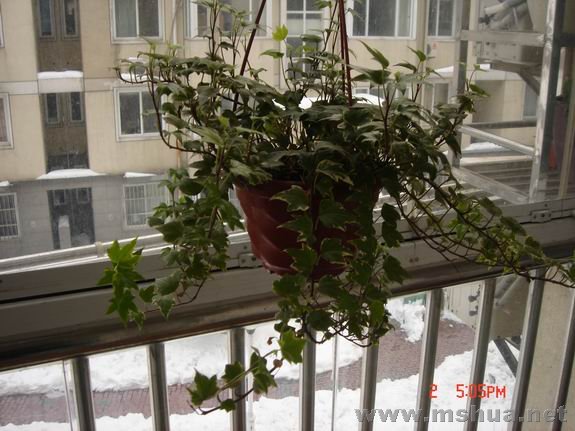 ������С DSC02215.JPG