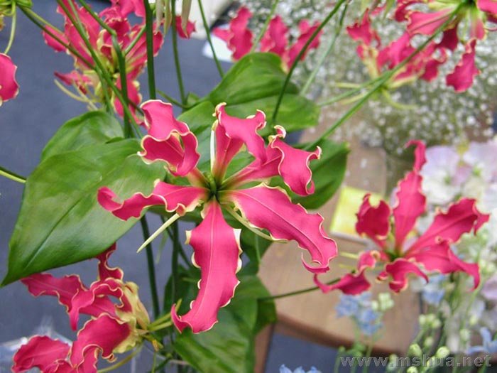 ���� Gloriosa superba.jpg