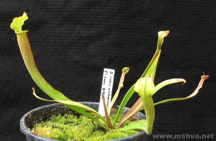 Sarracenia alabamensis2.jpg