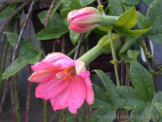 passiflora mixta.jpg