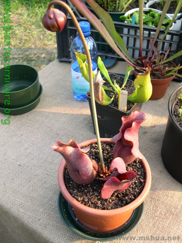 Sarracenia purpurea.jpg