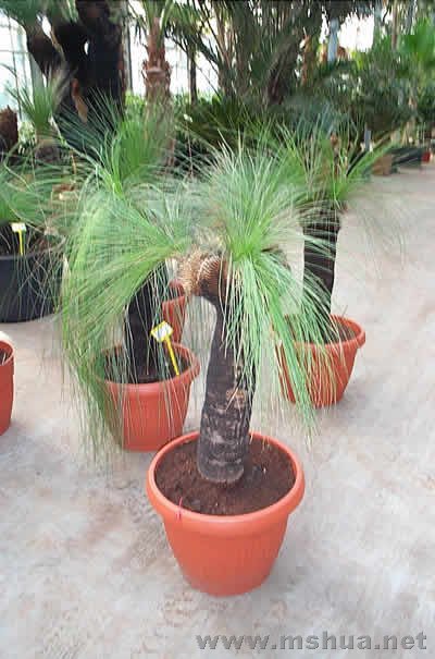 �Ĵ�������Xanthorrhoea johnsonii.jpg
