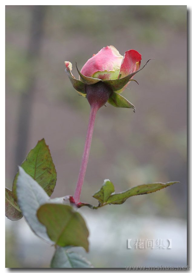 IMG_2450 ����.jpg