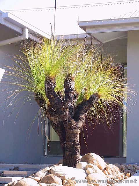 ������Xanthorrhoea australis.jpg