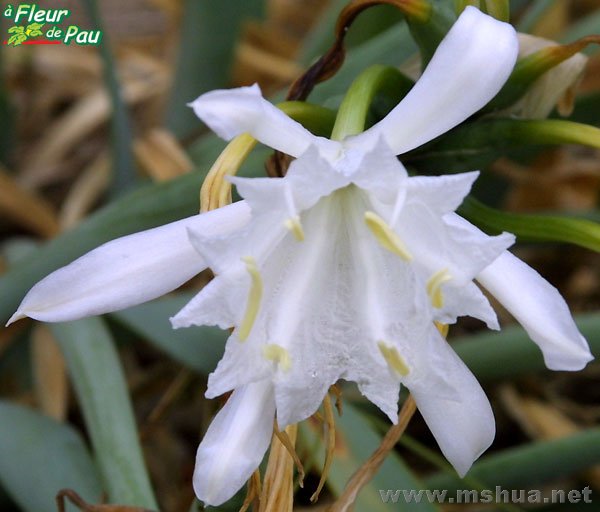 Pancratium maritimum.jpg
