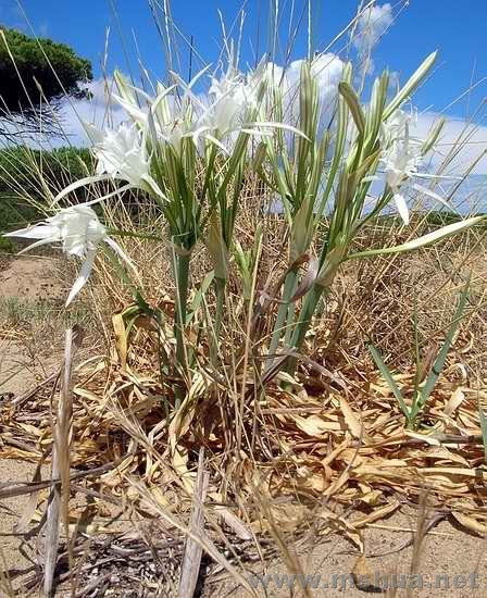 ��ˮ�� Pancratium maritimum.jpg