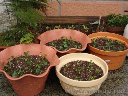 ������ɫ�Ľ���