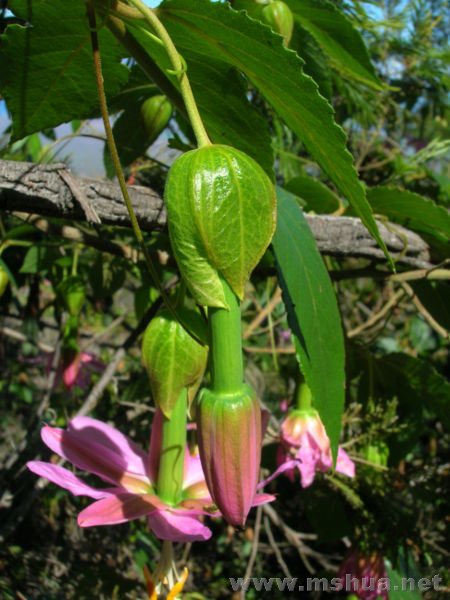 ëҶ������ passiflora mollissima.jpg