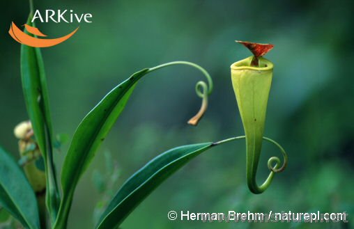 Nepenthes madagascariensis.jpg