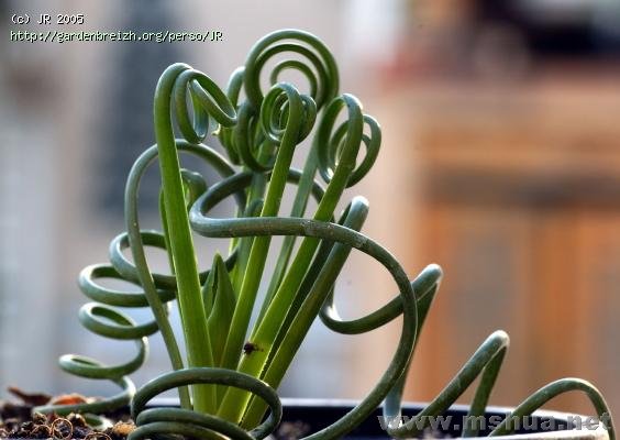 Albuca spiralis.jpg