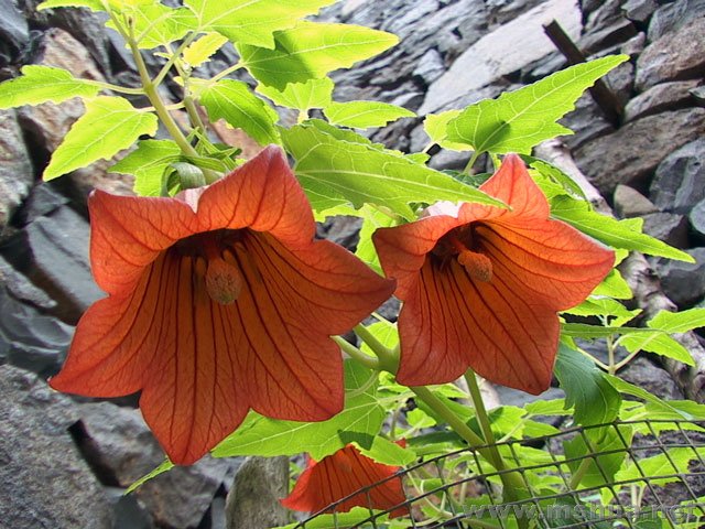 Canarina canariensis2.jpg