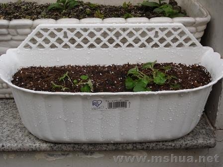 ������С������һ��Ư������