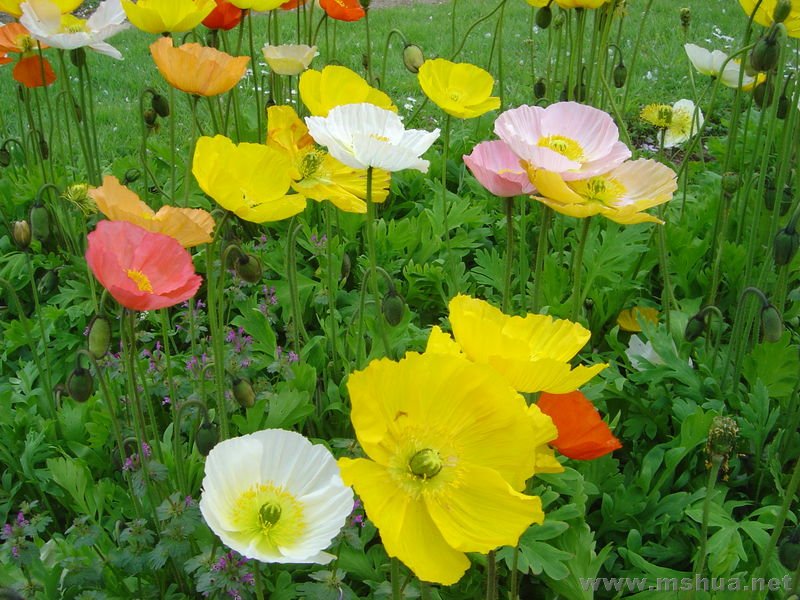 ������� Papaver nudicaule.jpg