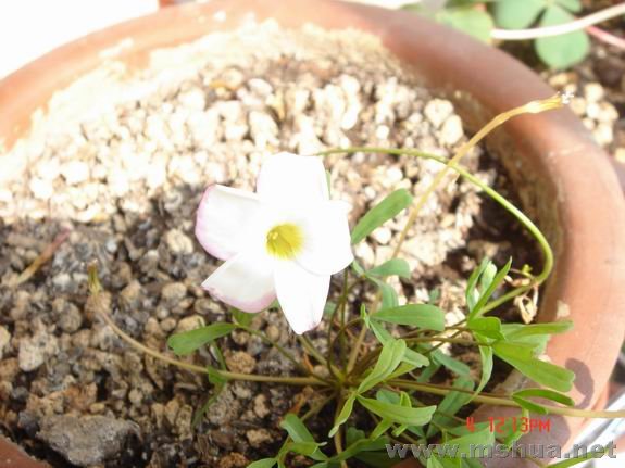 ������С DSC02221.JPG