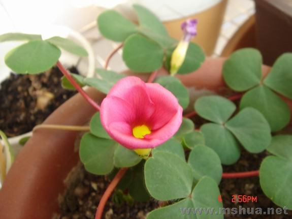 ������С DSC02248.JPG