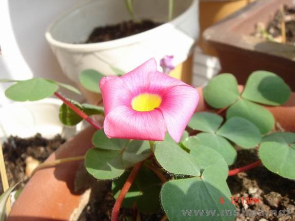 ������С DSC02218.JPG