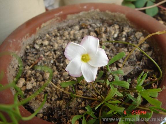 ������С DSC02240.JPG