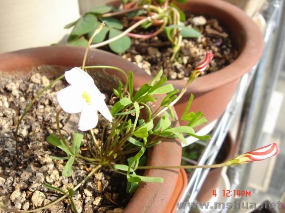 ������С DSC02226.JPG