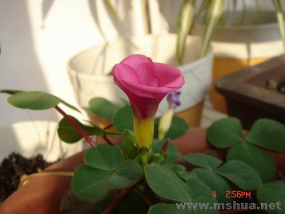 ������С DSC02249.JPG